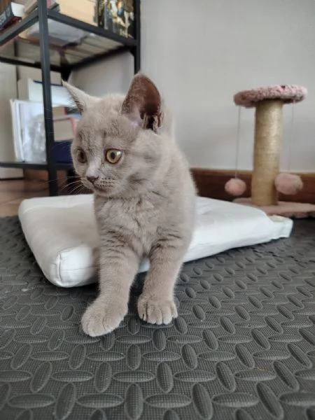 Splendida gattina di British Shorthair  | Foto 1
