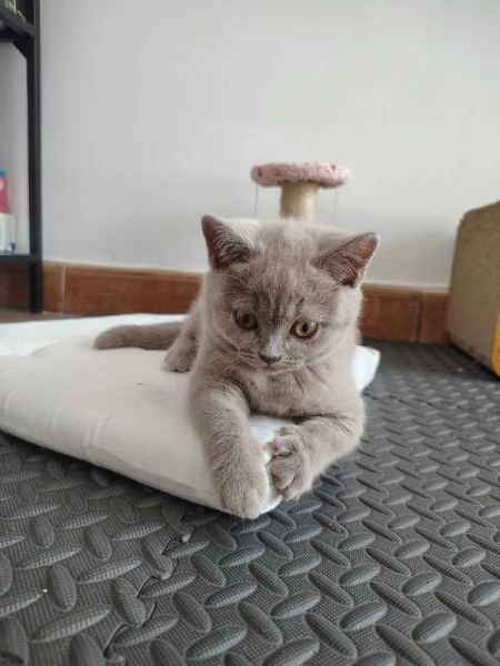Splendida gattina di British Shorthair  | Foto 0
