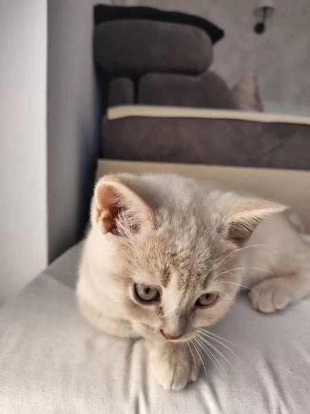 Splendido Cucciolo British Shorthair con Pedigree ANFI  | Foto 6