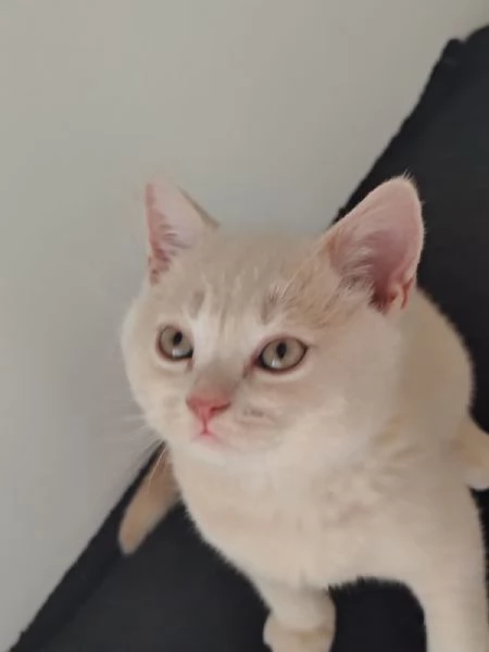 Splendido Cucciolo British Shorthair con Pedigree ANFI  | Foto 5