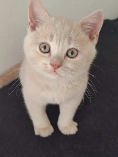 Splendido Cucciolo British Shorthair con Pedigree ANFI  | Foto 4
