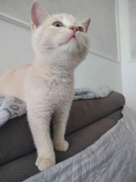 Splendido Cucciolo British Shorthair con Pedigree ANFI  | Foto 3