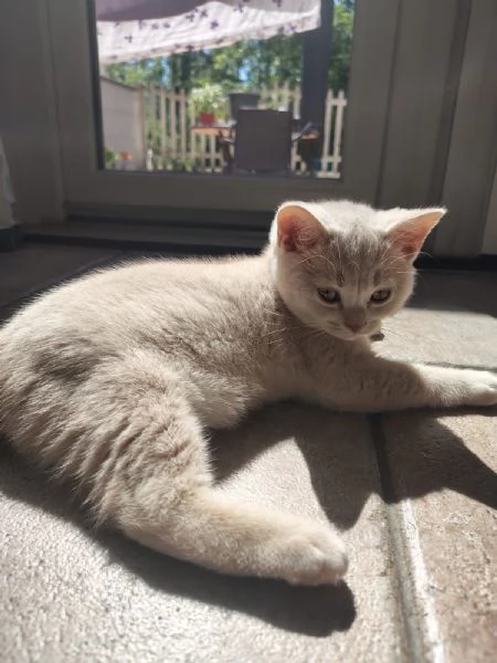 Splendido Cucciolo British Shorthair con Pedigree ANFI 