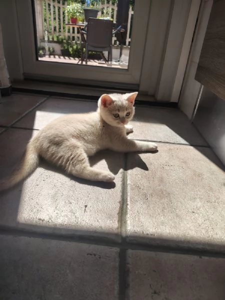 Splendido Cucciolo British Shorthair con Pedigree ANFI  | Foto 2