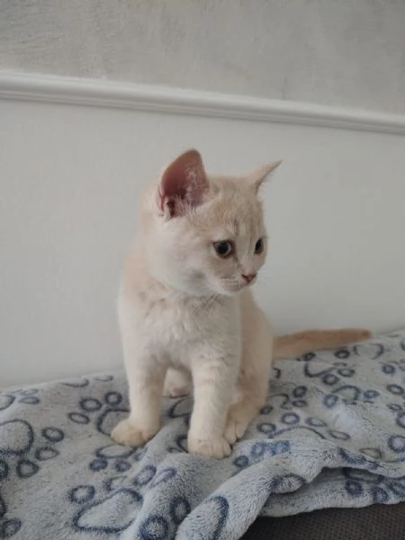 Splendido Cucciolo British Shorthair con Pedigree ANFI  | Foto 1