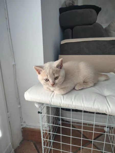 Splendido Cucciolo British Shorthair con Pedigree ANFI  | Foto 0