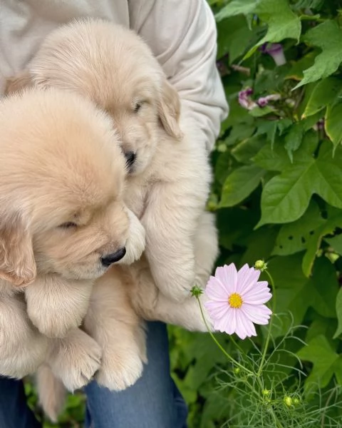 meravigliosi Golden Retriever per adozione | Foto 4