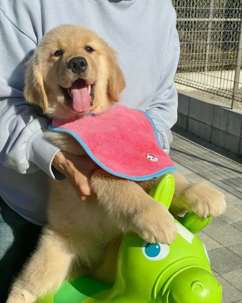 meravigliosi Golden Retriever per adozione | Foto 4