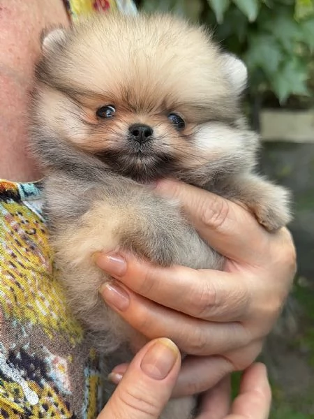 meravigliosi Volpino Pomerania per adozione | Foto 0