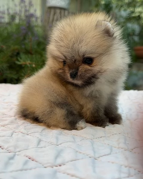 meravigliosi Volpino Pomerania per adozione | Foto 5