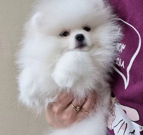 meravigliosi Volpino Pomerania per adozione | Foto 6