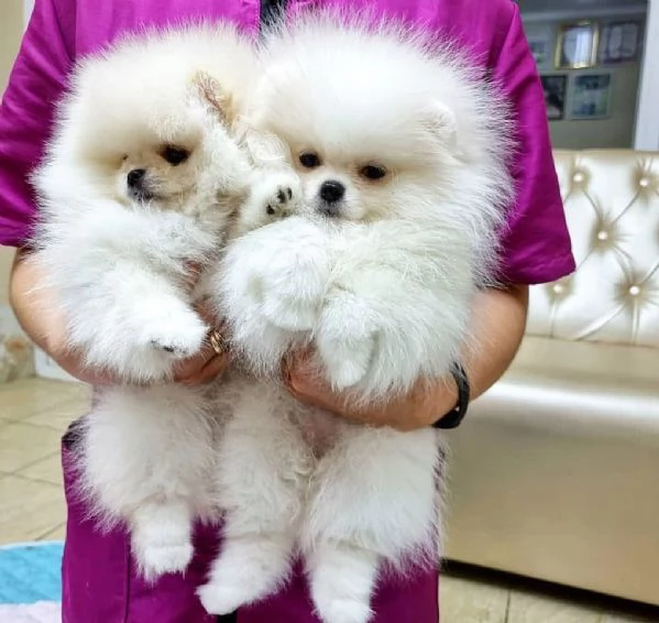 meravigliosi Volpino Pomerania per adozione | Foto 2