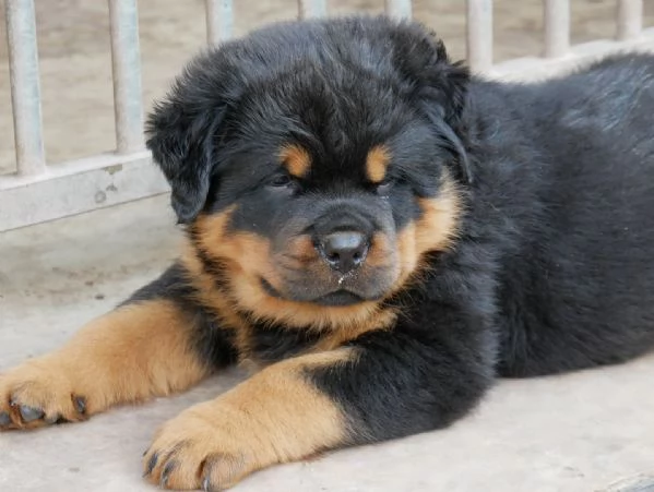 meravigliosi rottweiler per adozione