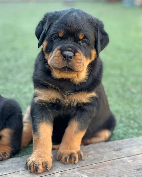 meravigliosi rottweiler per adozione | Foto 1