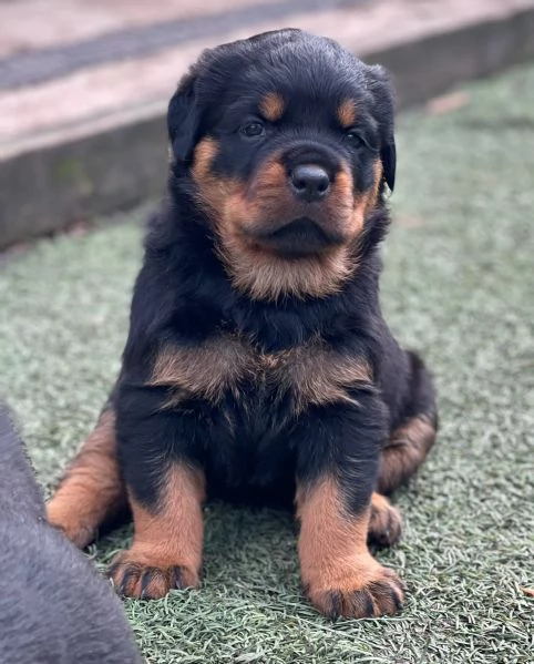 meravigliosi rottweiler per adozione | Foto 3