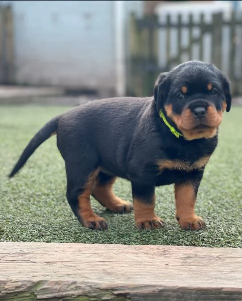 meravigliosi rottweiler per adozione