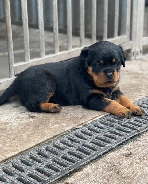 meravigliosi rottweiler per adozione