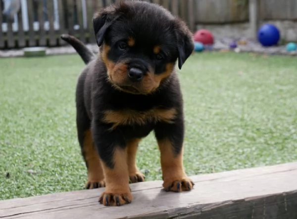 meravigliosi rottweiler per adozione | Foto 5