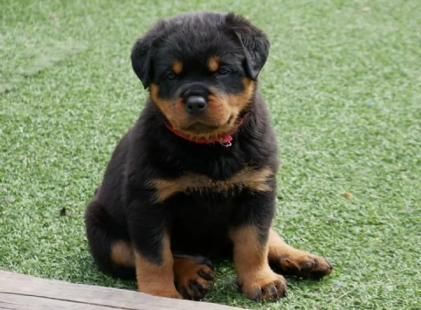 meravigliosi rottweiler per adozione | Foto 4