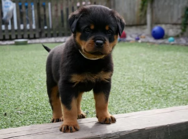 meravigliosi rottweiler per adozione | Foto 3