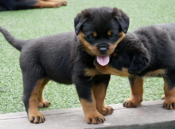 meravigliosi rottweiler per adozione | Foto 2