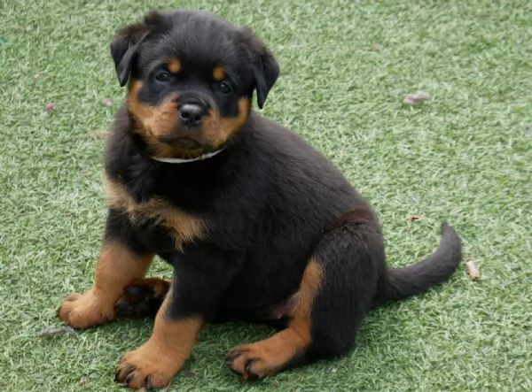meravigliosi rottweiler per adozione | Foto 1