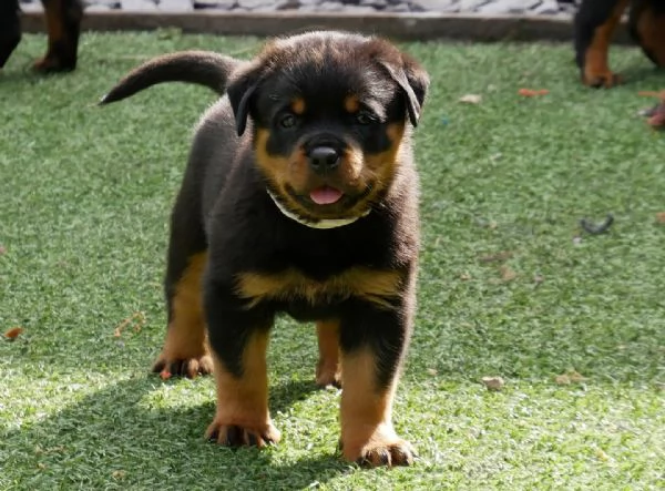 meravigliosi rottweiler per adozione | Foto 0