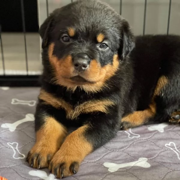 meravigliosi rottweiler per adozione