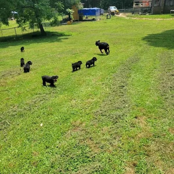 meravigliosi rottweiler per adozione | Foto 4