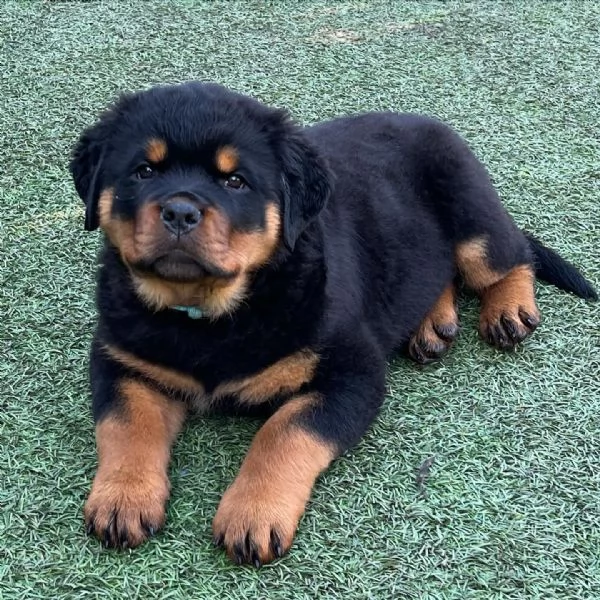 meravigliosi rottweiler per adozione | Foto 0