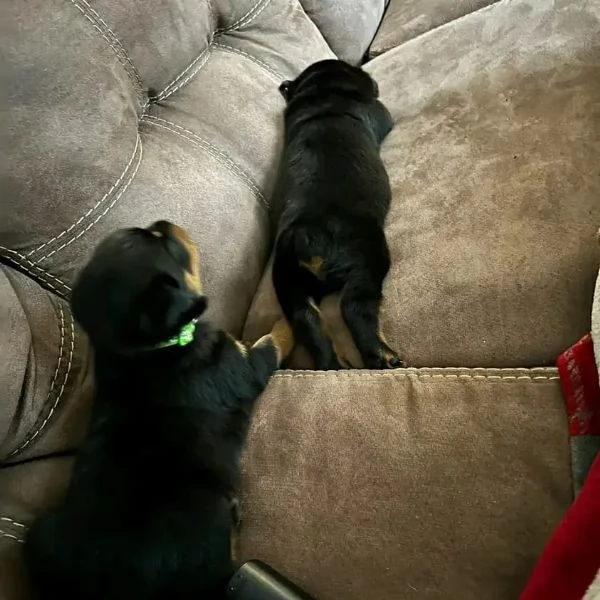 meravigliosi rottweiler per adozione | Foto 3