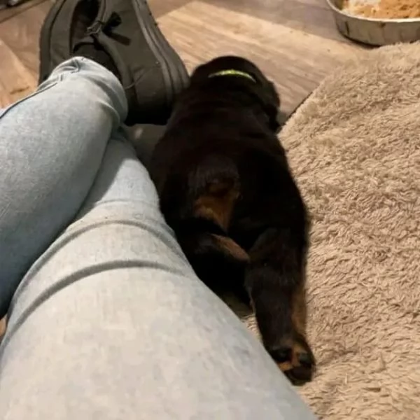 meravigliosi rottweiler per adozione | Foto 2