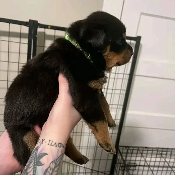 meravigliosi rottweiler per adozione