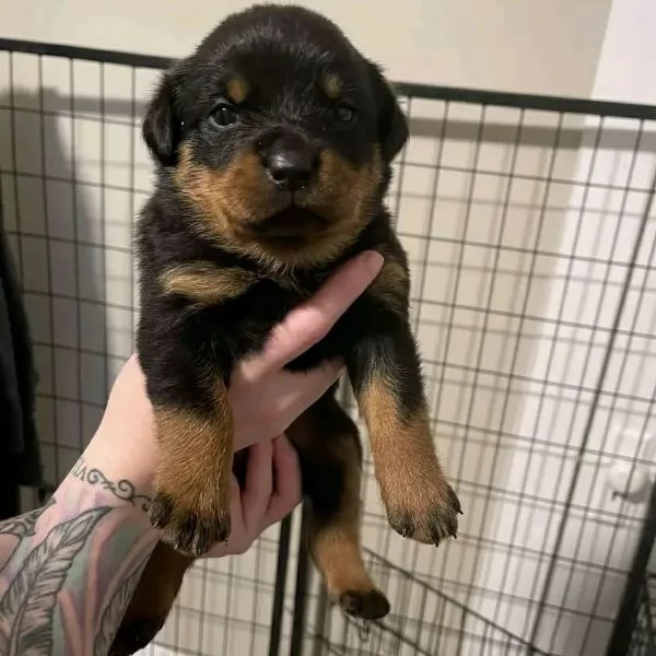 meravigliosi rottweiler per adozione | Foto 1