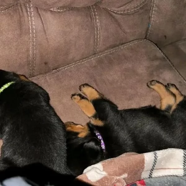 meravigliosi rottweiler per adozione | Foto 0
