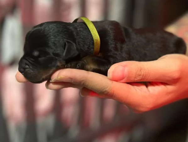meravigliosi rottweiler per adozione | Foto 6
