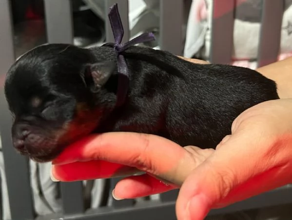 meravigliosi rottweiler per adozione | Foto 5