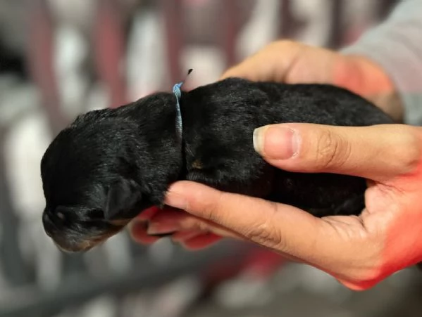 meravigliosi rottweiler per adozione | Foto 4