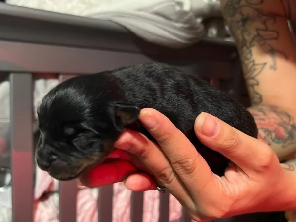 meravigliosi rottweiler per adozione