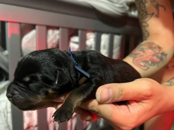 meravigliosi rottweiler per adozione | Foto 2