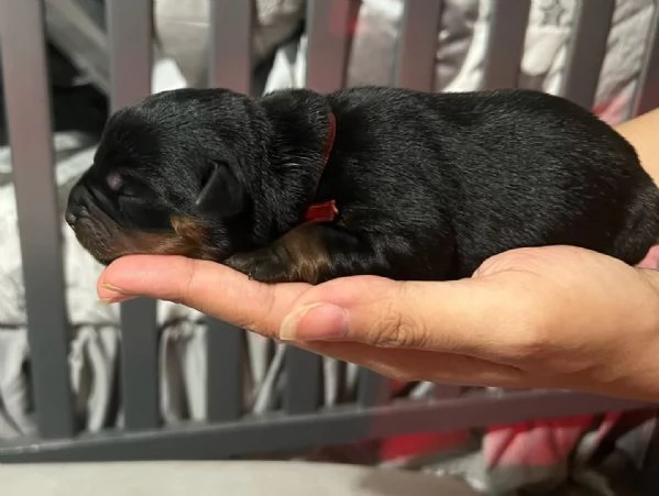 meravigliosi rottweiler per adozione | Foto 1