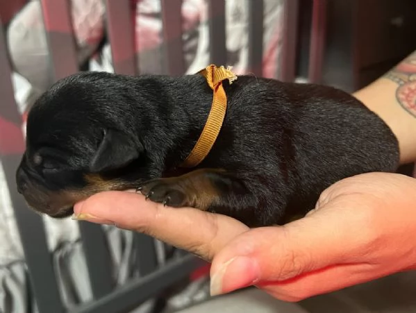 meravigliosi rottweiler per adozione | Foto 0