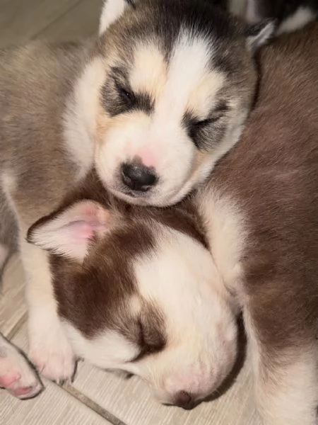 meravigliosi husky per adozione | Foto 2