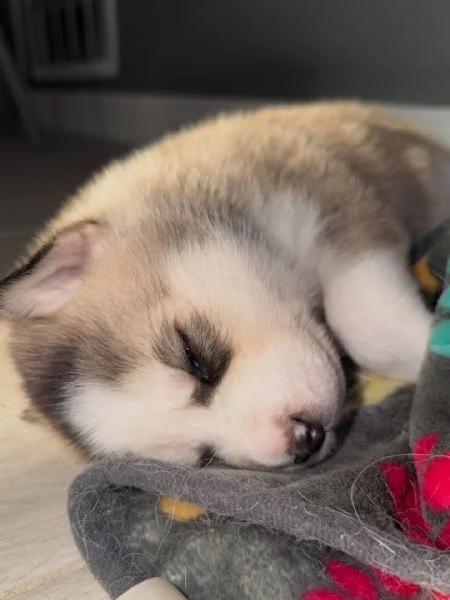 meravigliosi husky per adozione | Foto 1