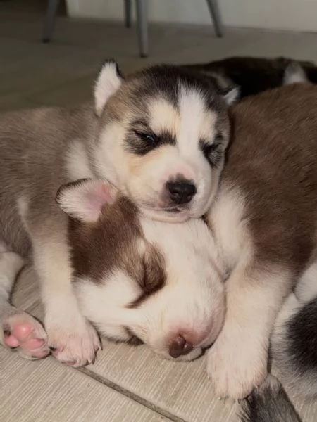 meravigliosi husky per adozione | Foto 0