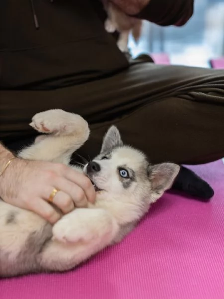 meravigliosi husky per adozione | Foto 1