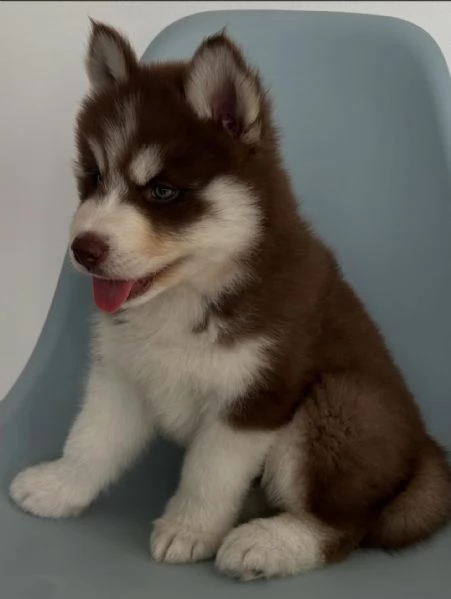 meravigliosi husky per adozione | Foto 3
