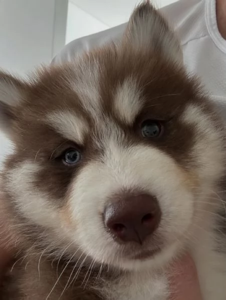 meravigliosi husky per adozione | Foto 2