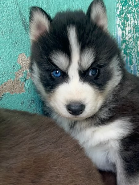 meravigliosi husky per adozione | Foto 1