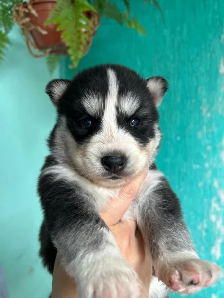 meravigliosi husky per adozione